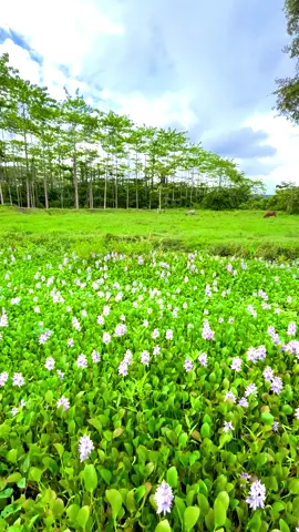 💚💚#malukuutarapride🏝🔥fypシviral #nature #flower #jailolo #kebunbunga 