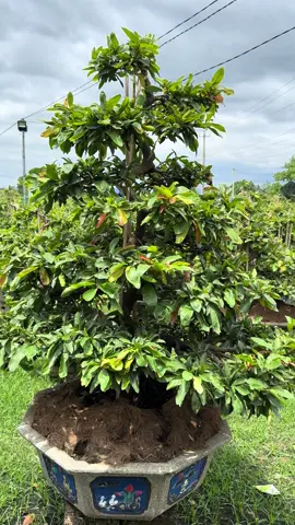 Hàng tuyển #kỷ #duykhoamaivangbinhdinh #viral #xuhuong #xuhuongtiktok #2025 