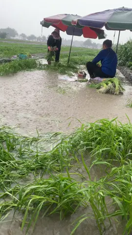 ทำงานแลกเงิน #ชีวิตคนไทยในไต้หวัน🇹🇭🇹🇼🥺 