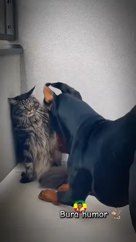 ጌታ ሆይ ድረስልኝ  #habeshatiktok #humor #memestiktok #ethiopian_tik_tok #burahumor #ethiopianmemer #viral_video #bura #ethiopian_tik_tok🇪🇹🇪🇹🇪🇹🇪🇹 #ethiopianmemers🇪🇹🇪🇹 #ኢትዮጵያ #habeshatiktok 