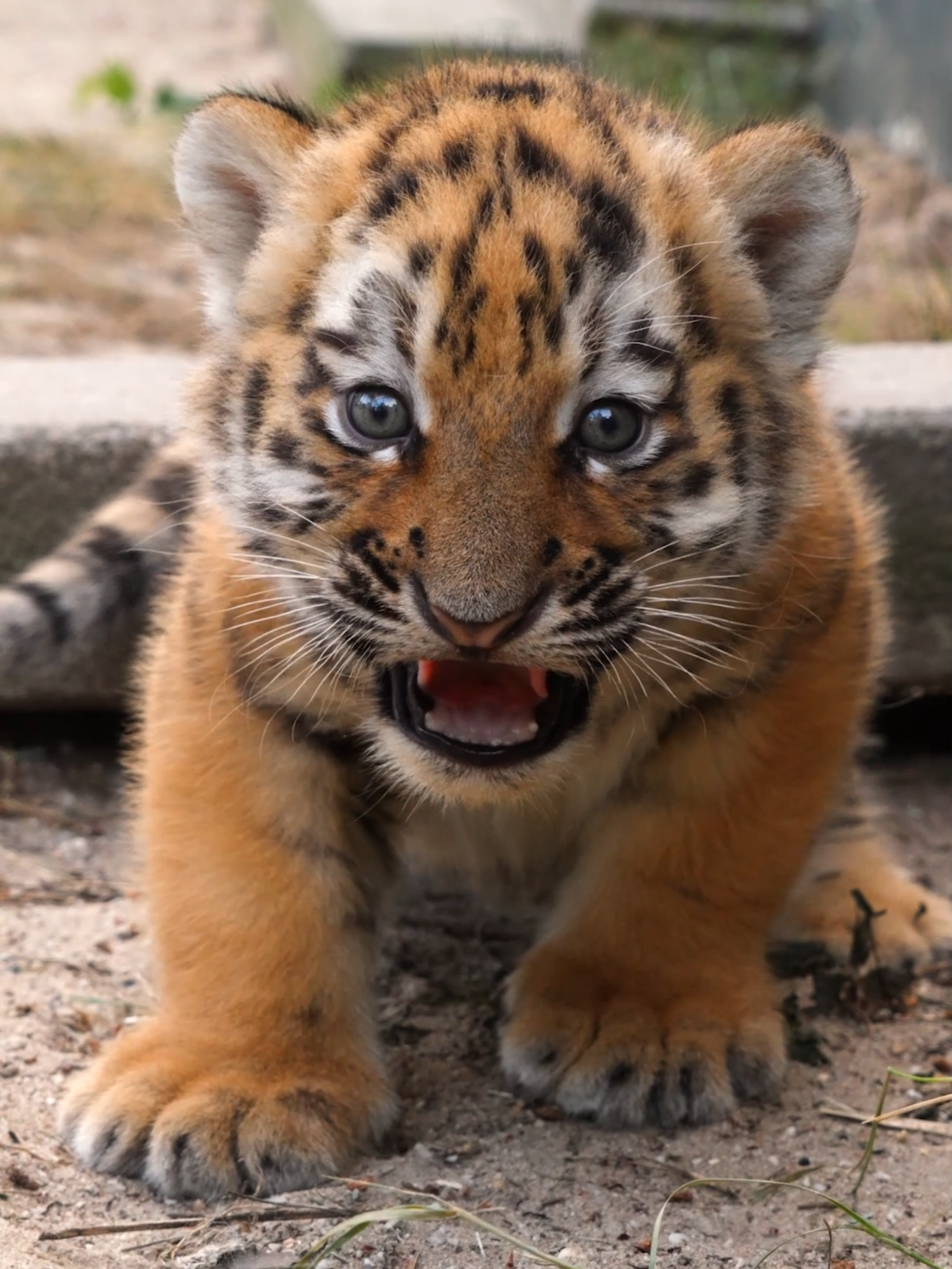 😍 Pas maar op, ik ben gevaarlijk … ooit!  Dit tijgerwelpje test zijn brul. Nog klein van geluid, maar groots in karakter! 🐅 🎥 Mariska Vermij - Van Dijk #tijger #cub #brul #oefenen #schattig #safaripark #beeksebergen