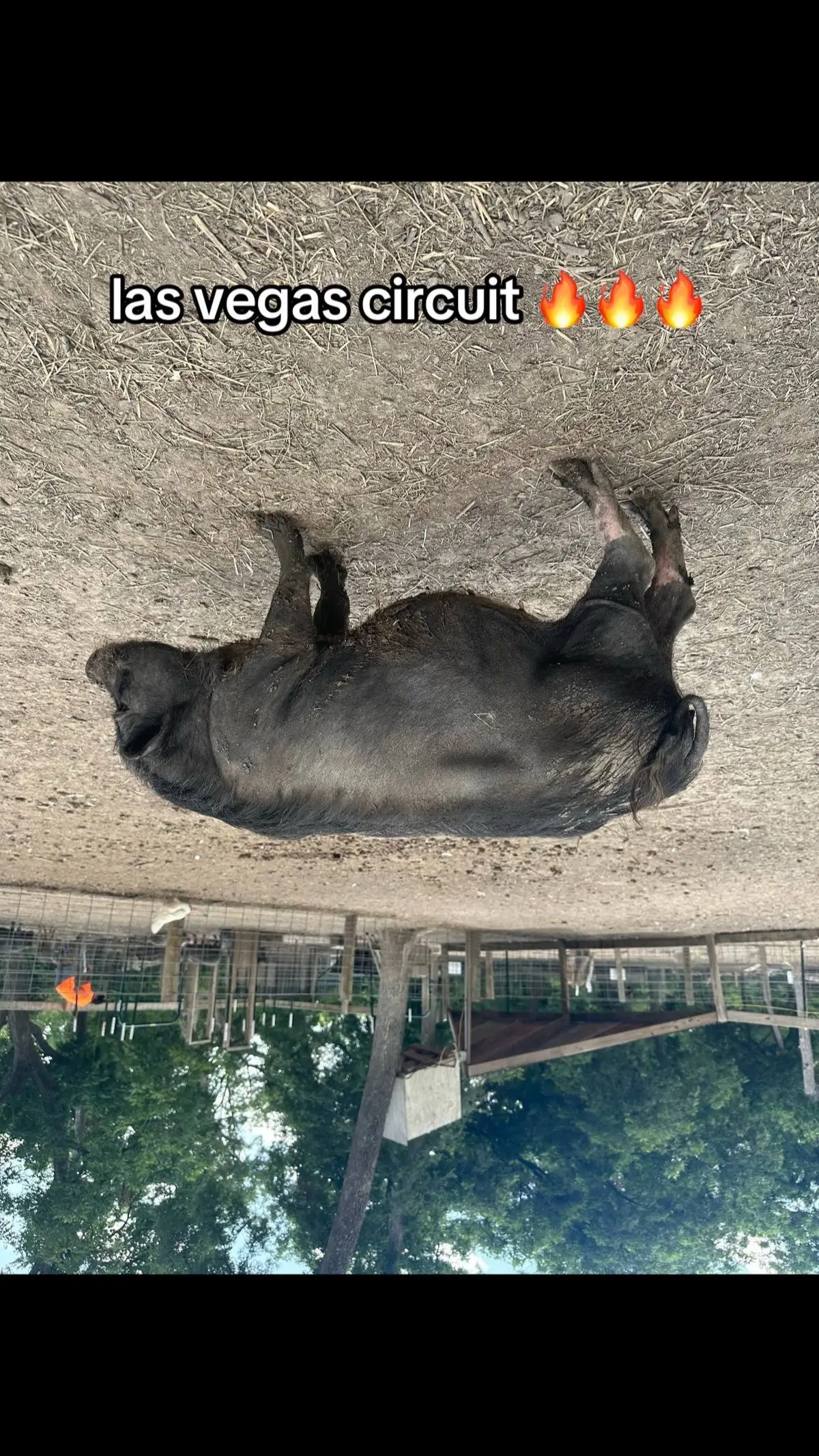 i still love you @F1 Las Vegas  #lasvegas #lvgp #f1 #f1contentcreator #motorsports #motorsportscontentcreator #circuit #pig #onthisday 