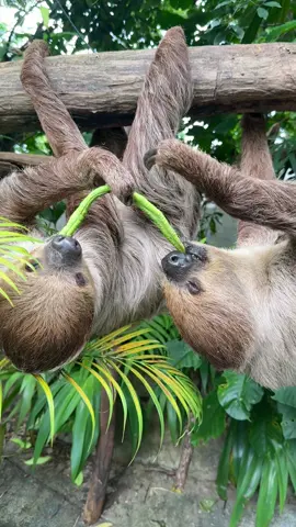 คู่รักคู่ใหม่ของวงการ #twotoedsloth 
