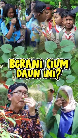 🌿 Pernah cium daun yang baunya bikin kaget? Ini dia daun amis-amisan! Aromanya khas banget 🫠 Antara rempah, bau darah, bau ikan dan sesuatu yang... susah dijelaskan! 😳 Banyak yang tutup hidung, tapi nggak sedikit juga yang jadi penasaran dan ketagihan buat nyium lagi 😂 Daun ini bukan cuma unik, tapi juga bermanfaat sebagai antiseptik alami. Salah satu tanaman favorit di Taman Jamu Naturindo! Berani coba cium langsung aromanya? 🤭 📍Datang langsung ke Taman Jamu Naturindo dan temukan sensasinya! #TamanJamuNaturindo #WisataHerbal #EdukasiHerbal #TanamanObat #DaunAmisAmisan #JamuIndonesia #WisataEdukasi #TanamanHerbal #BelajarAlam #JamuTradisional #HealingAlami #KomunitasHerbal #OutboundHerbal #CafeJamu #RumahSPATradisional #NaturindoExperience