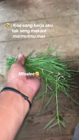 Duh aduh😅😌🔥 #team_Opett🐹 #Opett⚡️ #Opett_jr⚡️ #Black_super⚡️ #Begal_sadis⚡️ #Cumi_super⚡️ #Mulan⚡️ #marmutbalap_probolinggo_lumajang #kerapan_marmut 