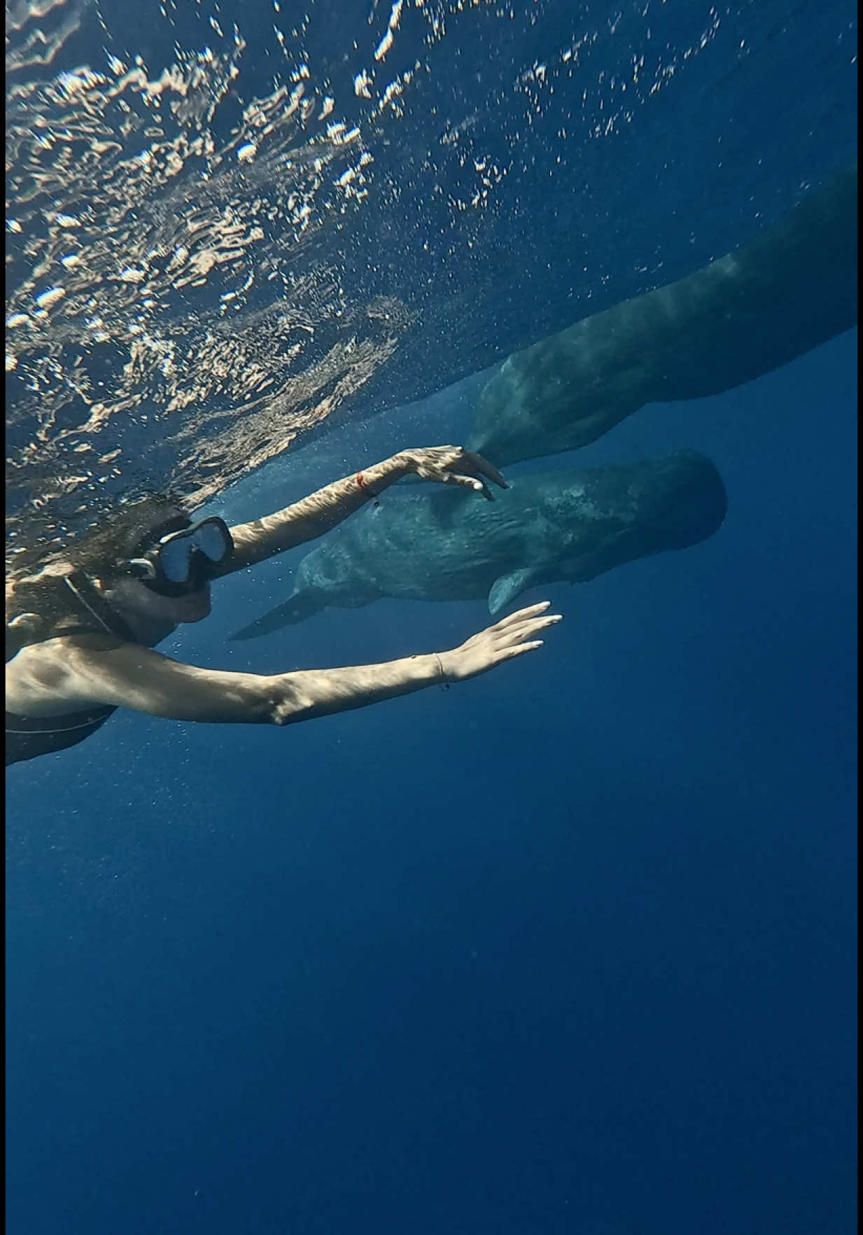 Я плавала с китами 🐳 #whales #mauritius 