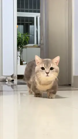 Good meowing#funny #funnyvideos #kitten #cat #cute #catsoftiktok 