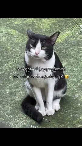 သူ့ကြည့်တော့ ဘဲကြီးငုတ်တုတ် အဲ့လိုစော်က ကြီး”ကျယ်”တွေပြောရင် ရီချင်တာတအား#livephoto #fyp 