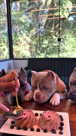 Feliz Aniversário Nuhri 🎉🎈3Anos 🐾 Preparamos um Bolinho de Aveia que elas Amam 🫶 com creme de morango e iogurte natural e mirtilos