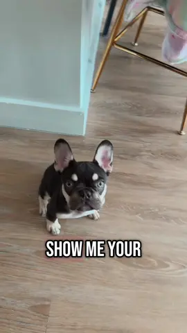 Basil #thesavvimom #frenchiesoftiktok #basillikethebourbon #thesavvidog 
