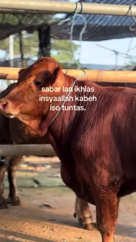 #juragansapi_99 #fypシ゚viral #bismilahsukses 