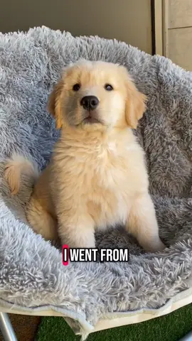 Still our baby #goldenretriever #goldenretrieverlife #dog #dogsoftiktok #dogs #pet #petlover 