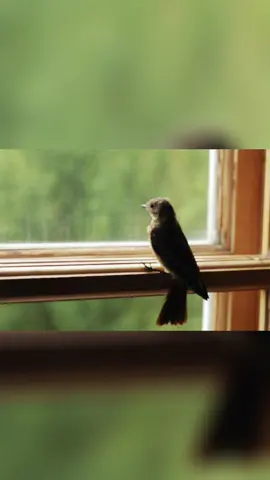 ✨الحمد لله على كل حال 🙏#الانتشار_السريع #يالله #اناشيد_اسلامية #انشوده_اسلاميه_دينيه #viral #يارب_فوضت_امري_اليك #يارب_فوضت_امري_اليك #اللهم_صلي_على_نبينا_محمد #foruyou 