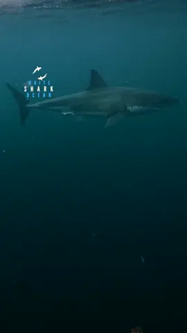Great White Shark Slowly Circling