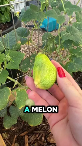 Conjoined cucumber. 🥒 #extremeheatgarden #pickling #zone9b #gardening 