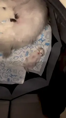 so little🥰#babycat #🥰 #cute #kitten #meow 