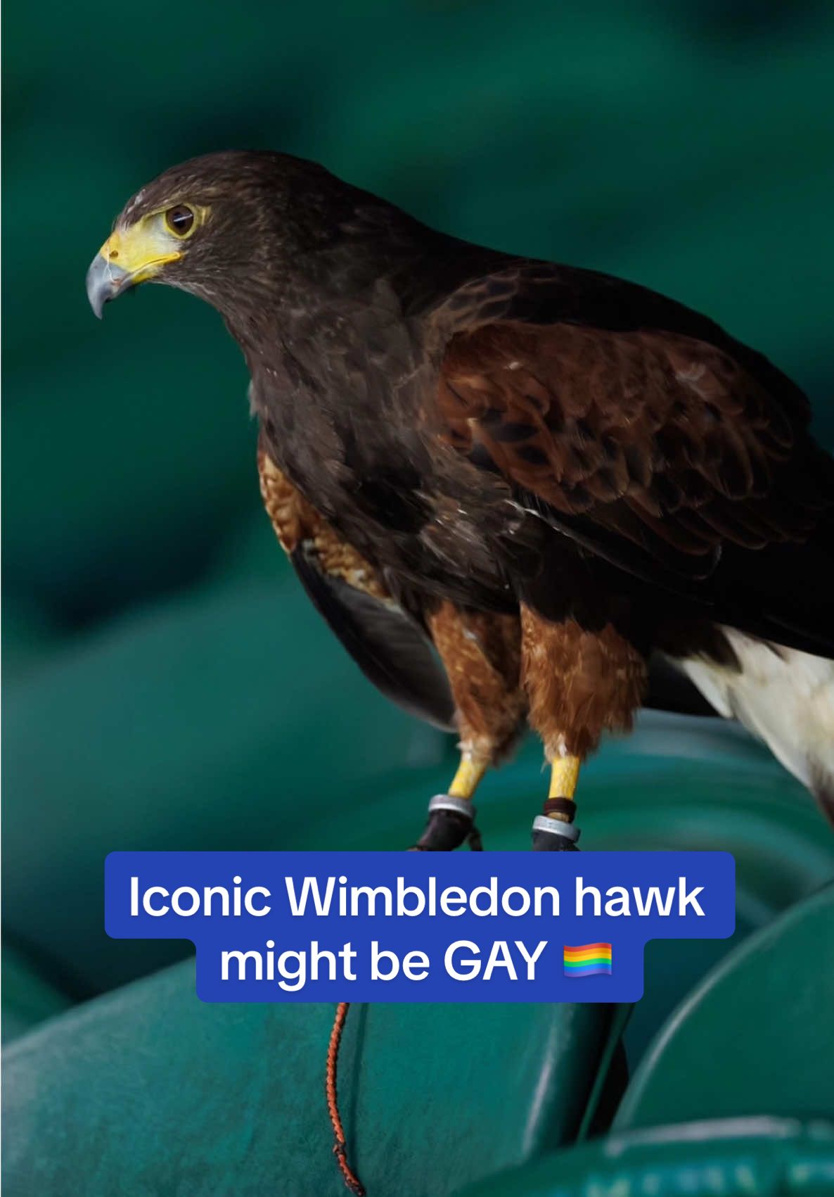 Wimbledon has seemingly been hit by a left-field crisis because their iconic hawk, named Rufus, is refusing to breed. A succession plan is being put in place - but now questions are being raised about the bird's sexuality - with fears he may not be able to pass on the job to his offspring. #Wimbledon #hawk #bird #tennis #news #lgbt #gay 