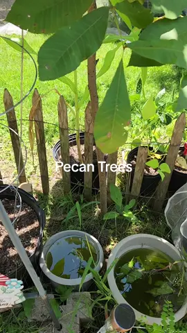Pecan Trees  are starting to grow. #pecan #trees #plants   #gardening #garden #gardens #albany #georgia #zone8b #contentcreator #creator #contentcreators