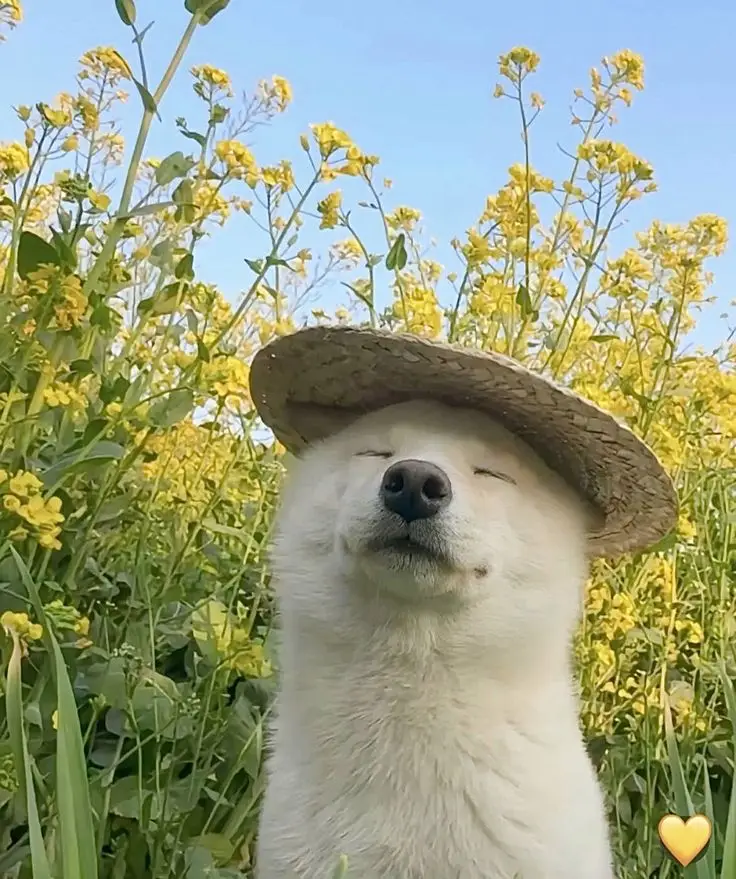 #ခွေးပုံလေးတေ ထက်တင်ပေးလိုက်ပါပိဗျာ#လက်ပါရင်လိုက်ခ်ပေးရန်🤓 #မင်းတို့idolဖစ်ချင်လို့🤭💖 #ငါviewတေဘယ်ရောက်နေတာလည်း😔😔 