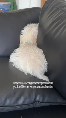 El rey mión es el rey de los dramáticos #fyp #mascotas #poodlesoftiktok #dog #cachorro #canino #fypシ゚ #padresprimerizos #labendicion #humor #greenscreen 