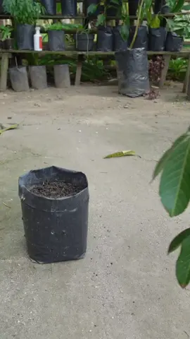 stek rambutan berhasil tumbuh pakai peransang akar #stektanaman #infarm #cangkok #infarmid @infarm id 