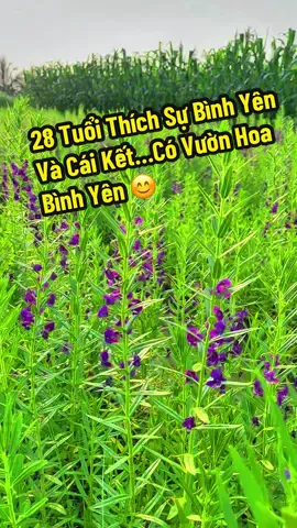 Vườn hoa thủy chung, hoa đừng quên tôi, hoa violet, hoa forget me not… #hoavioletco #condauthuha #thuhavobodoi #laychongxa 