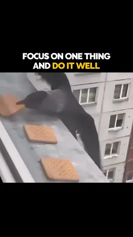Focus On One Thing And Do It Well         Success doesn’t come from doing everything—it comes from doing one thing with excellence. The top entrepreneurs don’t chase every opportunity—they lock in on their passion and master it. Clarity creates momentum. Focus builds legacy. Pick your one thing. Go all in. And don’t stop until the world can’t ignore you. #motivationalquotes #motivation #inspirational #lifeadvices 