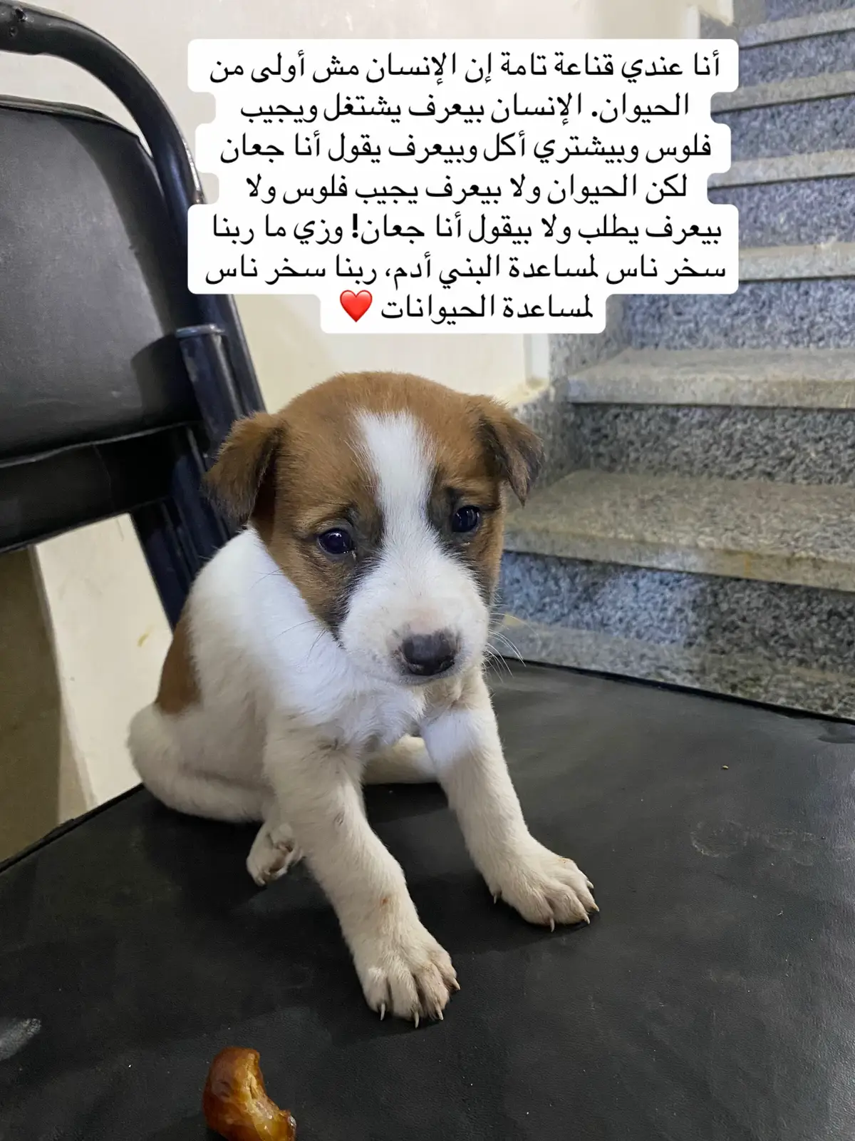 #fyp #fypシ #foryou #viral #foryoupage #explore #fyyyyyyyyyyyyyyyy #trending #fypage #fyppppppppppppppppppppppp #animals 