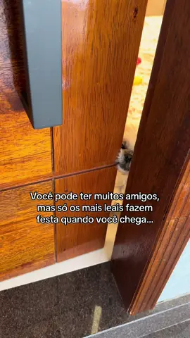 #cachorro #shihtzu #amor #shitzubrasil 