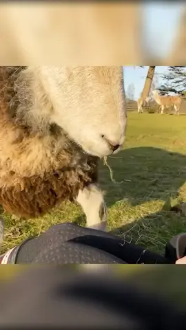 These Rescued Sheep Are Basically Giant Puppies #sheep #sheepsoftiktok #animals 