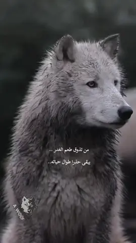 #عبارات #عبارات_جميلة_وقويه😉🖤 