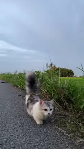 No caption#catlovers #catcutemoments #cattiktok #catsoftiktok #munchkin#leona