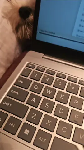 I was just on my computer minding my business, then look who pops their little cute face in the crack... Oh hey Milo! #furbaby #milotheyorkie #mycrazyfamily #milothepartiyorkie 