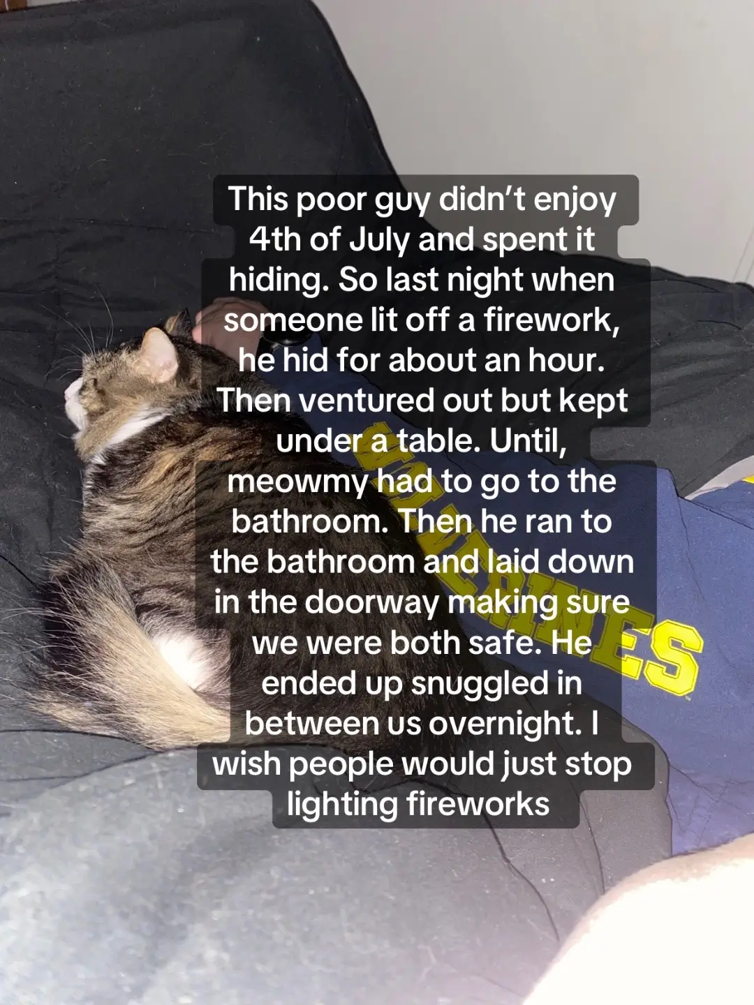 #cats #catsoftiktok 