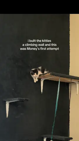 He’s okay just embarrassed 😭 #cat #kitten #cattower #climbingwall 