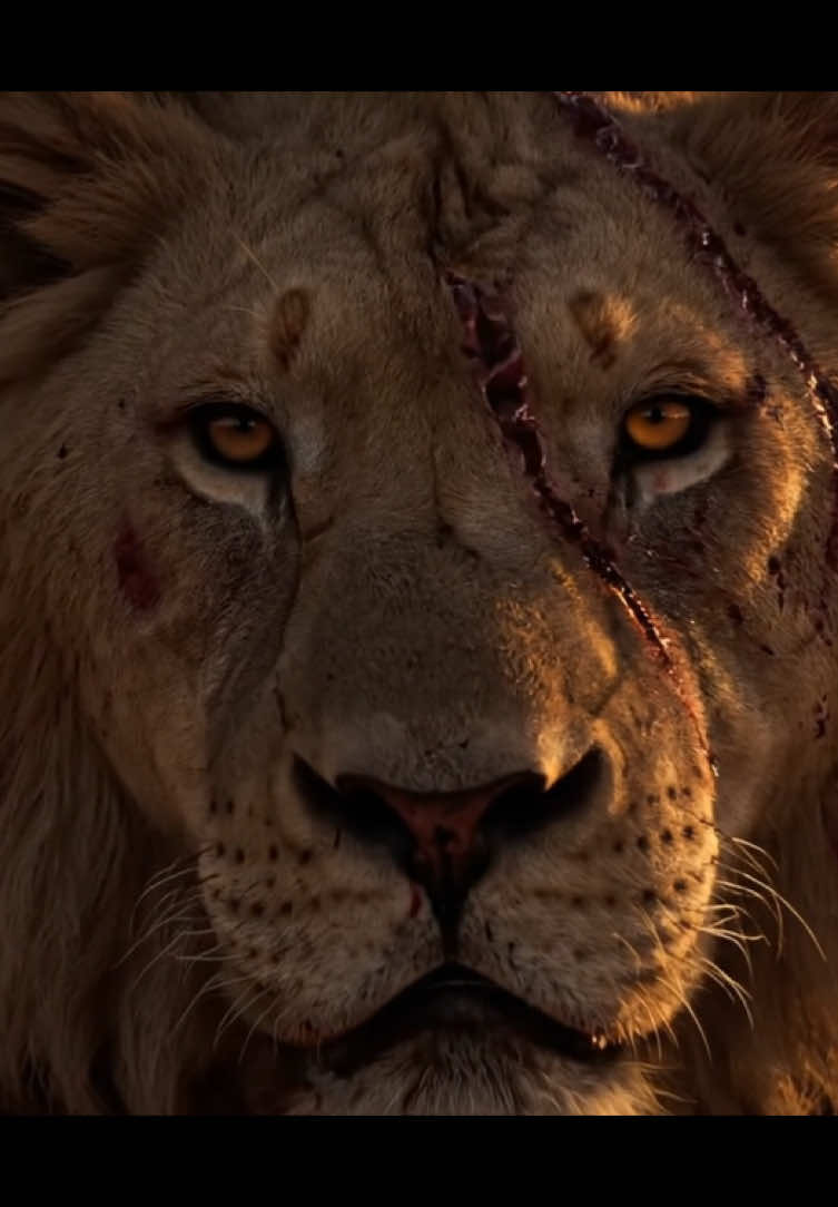 Scarface 🦁 link in bio #zoo #animals 