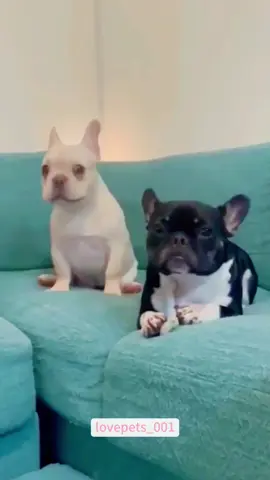 Two funny dogs.#dog #dogsoftiktok #viral #usa #funnyanimals #fypシ #cute #funnypets #fyp #funny #foryou #funnyvideos 