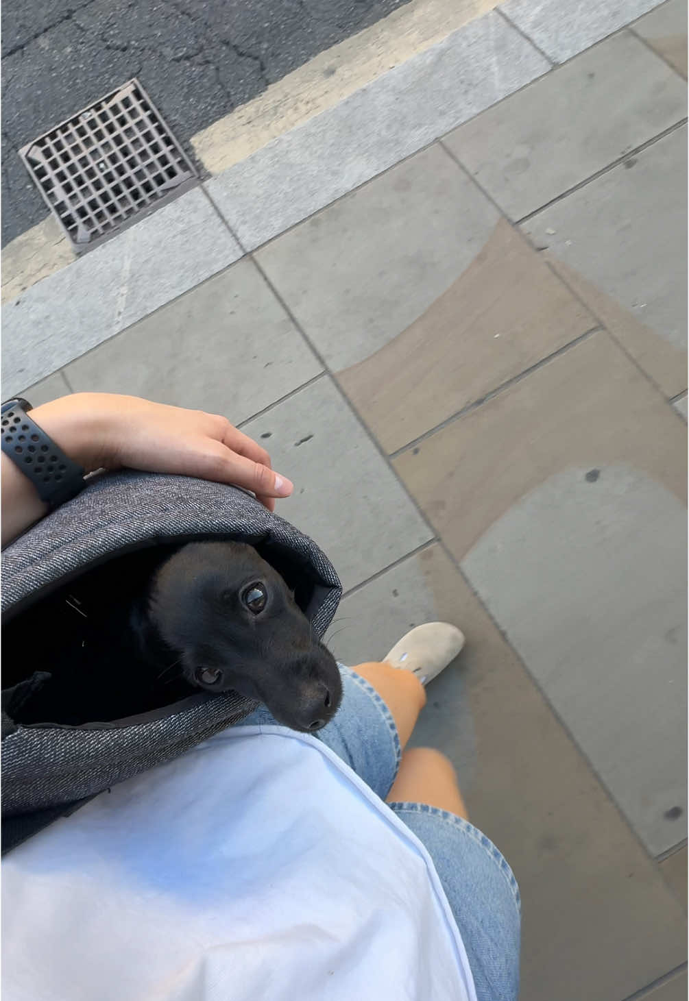 Hard day at work for Inky 🐕‍🦺 #puppy #italiangreyhound #pootalian #nannylife