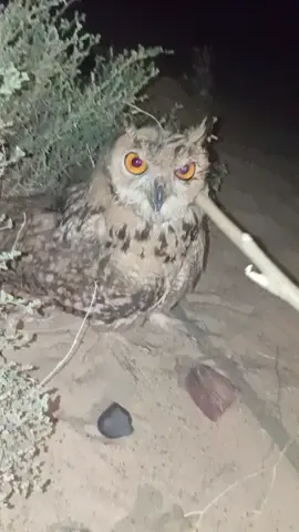 بومة في السودان #