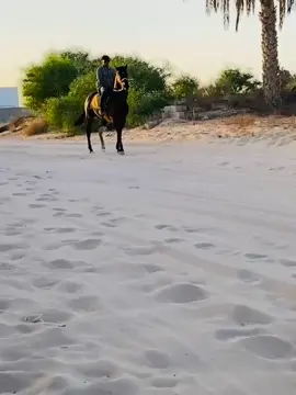 #مشاءالله_تبارك_الله_اذكروالله #مصراته_الصمود🇱🇾🇱🇾🔥😌 #ليبيا_طرابلس_مصر_تونس_المغرب_الخليج #زويةالمحجوب🔥✌🏻 #الشراكسه 