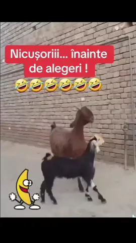 #hazdenecaz😂😂😂 #raziculacrimi😂😂😂😂 #fouryoupage #fouryou #fyp #pamflettrataticaatare🤪 