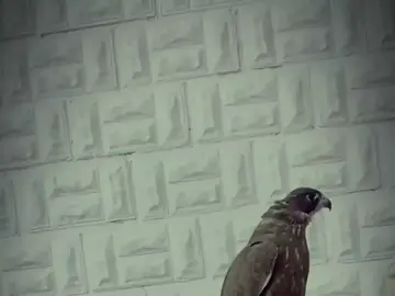 الشجاعة فعلنا طبع واجبلة #صقر#شاهين #حر #تصميم #شيلات #شعر #قصايد #عالم #الطيور #صقور #لايك__explore___ #اكسبلورexplore 