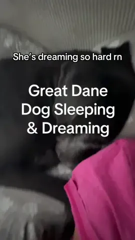 I get bruises on my side from her kicking me while she’s sleeping/dreaming. But yet here we are, I can’t kick her out of bed. So who’s the real sucker? #greatdane #dog #dogsleeping #dogdreams #fyp 