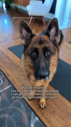 Maybe at least these 3? 😅 @PetSmart @Kong @Fi Smart Dog Collar #dog #germanshepherd #influencer #pets 