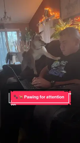 When words fail… she uses the paw 🐾😤 This is how our Shiba Inu demands immediate attention barking, pawing, and throwing shade until she gets her way 😅 It’s giving toddler tantrum energy. #shibainu #dramaqueen #dogsoftiktok #pawlease #shibawantsnacks #dogmomlife #shibascream #funnydogs #pottytime #furbaby