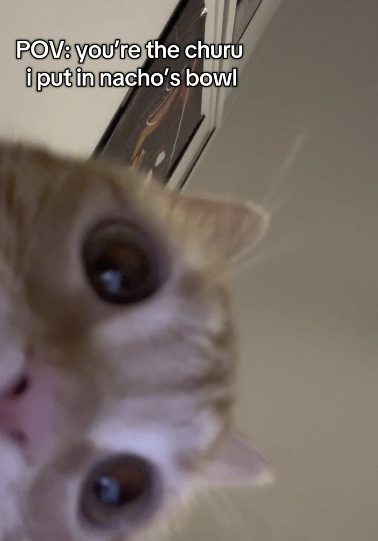 pov: you’re the churu treat in nacho’s bowl . . this may be his favorite treat ever @Inaba_churu #cat #asmr