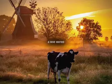 #fyp #rec #2025 #лето #сваты 