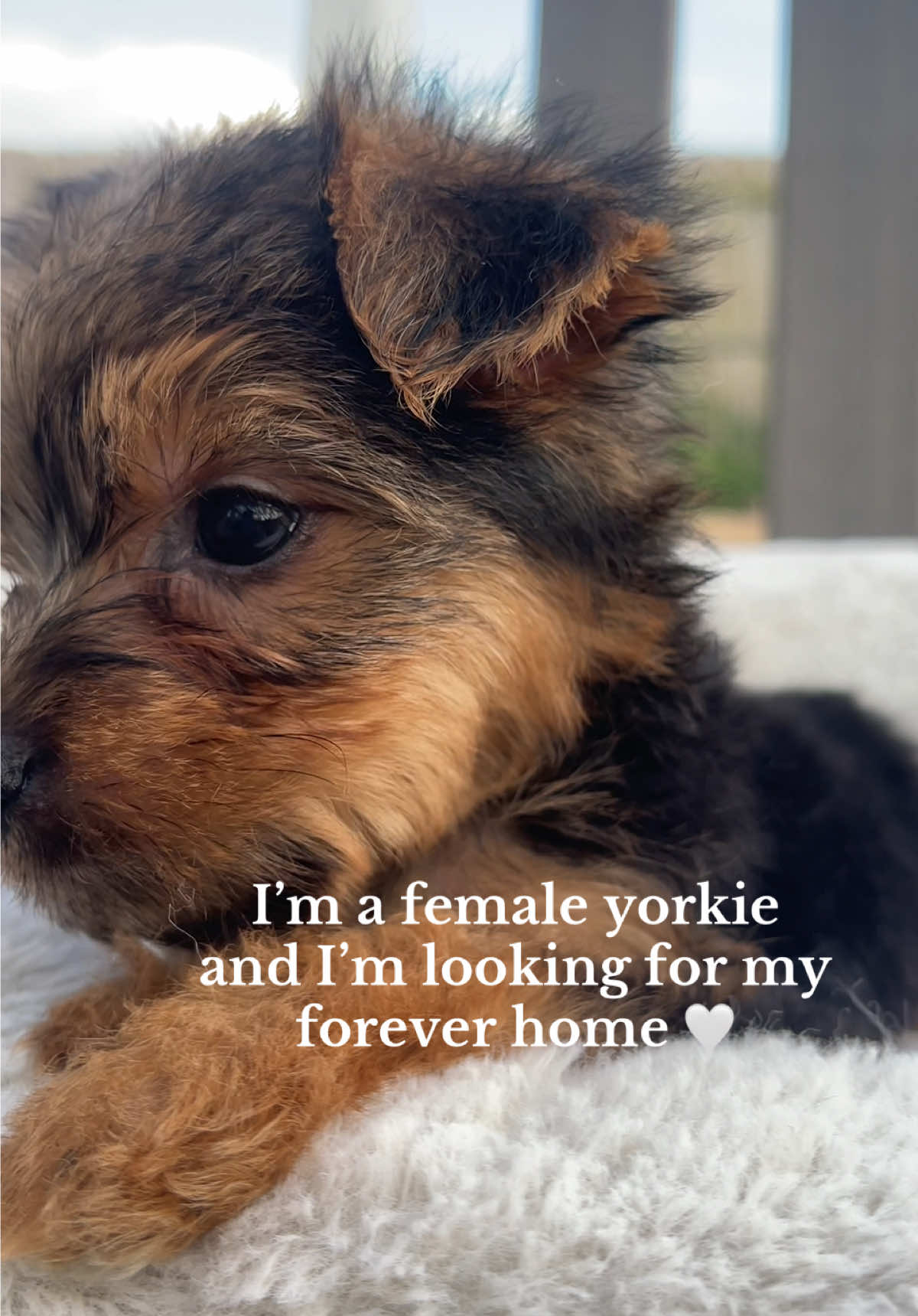 I’m available 😍 #puppies #yorkies #puppylove #availablepuppies 