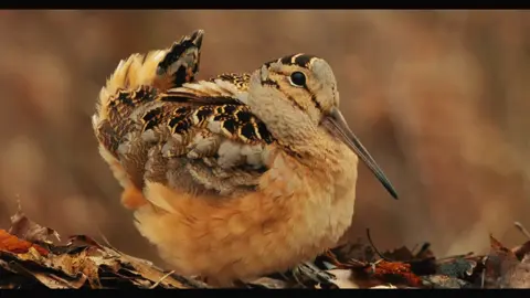 — Meet the American Woodcock — a chubby little bird with a long bill, fat body, and iconic chirp (and dance). 🕺 American woodcocks perform a unique 