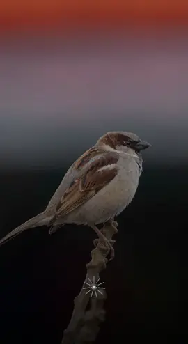 #CapCut #الحمدالله_علی_کل_حال❤ #alhamdulileh #اللهم_صل_وسلم_على_نبينا_محمد #viral #foryoupage 